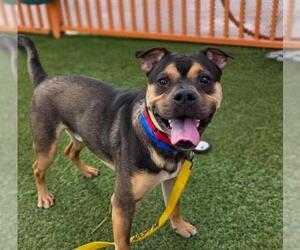 Mutt Dogs for adoption in Las Vegas, NV, USA