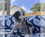 Small Photo #9 Great Dane Puppy For Sale in WILLIS, TX, USA