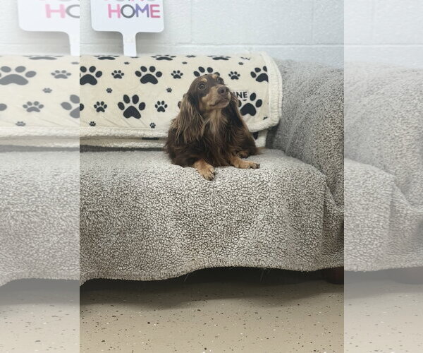 Medium Photo #1 Dachshund Puppy For Sale in York, SC, USA