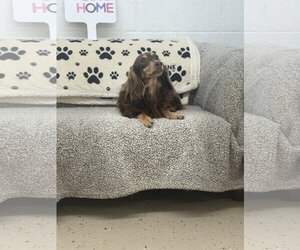 Dachshund Dogs for adoption in York, SC, USA