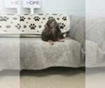 Small Dachshund