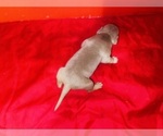 Small Photo #10 American Bully Puppy For Sale in TRENTON, NJ, USA