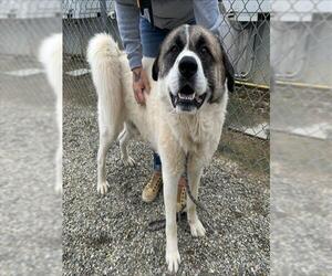 Akita-Great Pyrenees Mix Dogs for adoption in Palmetto, FL, USA