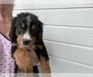 Bernese Mountain Dog Puppy for sale in PARKER, CO, USA
