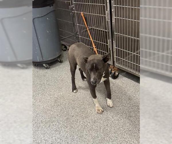 Medium Photo #1 American Pit Bull Terrier-Unknown Mix Puppy For Sale in Houston, TX, USA