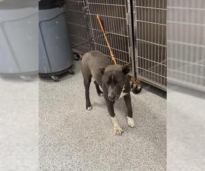 American Pit Bull Terrier-Unknown Mix Dogs for adoption in Houston, TX, USA