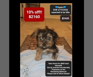 Yorkshire Terrier Puppy for sale in TUCSON, AZ, USA