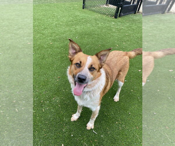 Medium Photo #3 Mutt Puppy For Sale in Salinas, CA, USA