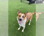 Small #2 Mutt