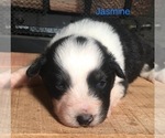 Small Photo #3 Australian Shepherd Puppy For Sale in ARBA, IN, USA