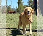 Small Photo #1 Golden Retriever Puppy For Sale in NEOLA, WV, USA