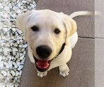 Small Photo #2 Labrador Retriever Puppy For Sale in PLANO, TX, USA
