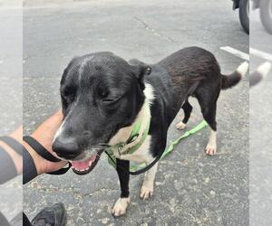 Border Collie-Unknown Mix Dogs for adoption in San Antonio, TX, USA