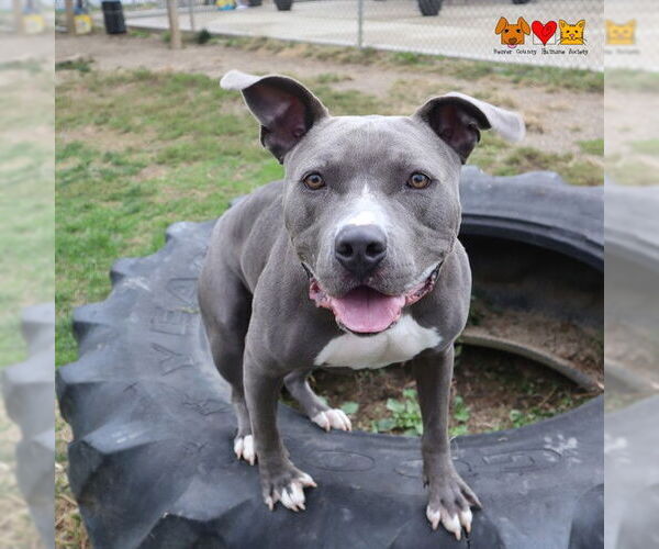 Medium Photo #3 American Pit Bull Terrier Puppy For Sale in Center Township, PA, USA