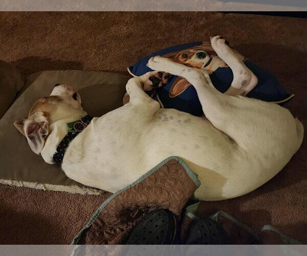 Medium Photo #5 Boxer-Unknown Mix Puppy For Sale in Hinton, WV, USA