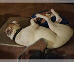 Small #4 Boxer Mix
