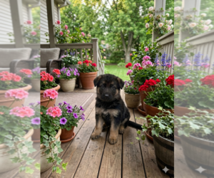 German Shepherd Dog Puppy for Sale in FORDLAND, Missouri USA