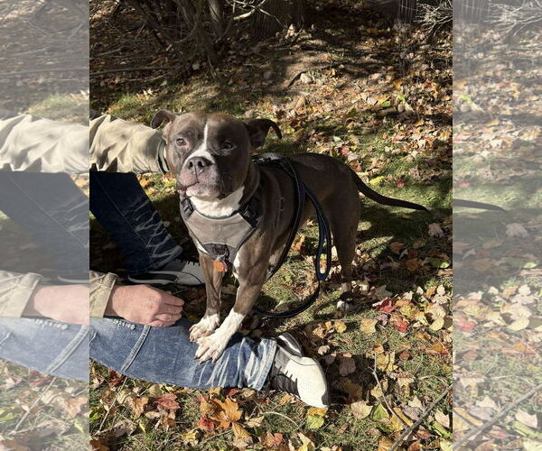 Medium Photo #11 American Pit Bull Terrier-Unknown Mix Puppy For Sale in Westwood, NJ, USA
