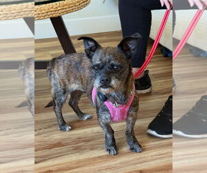 Border Terrier-Cairn Terrier Mix Dogs for adoption in Lake Elsinore, CA, USA