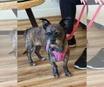 Small Border Terrier-Cairn Terrier Mix