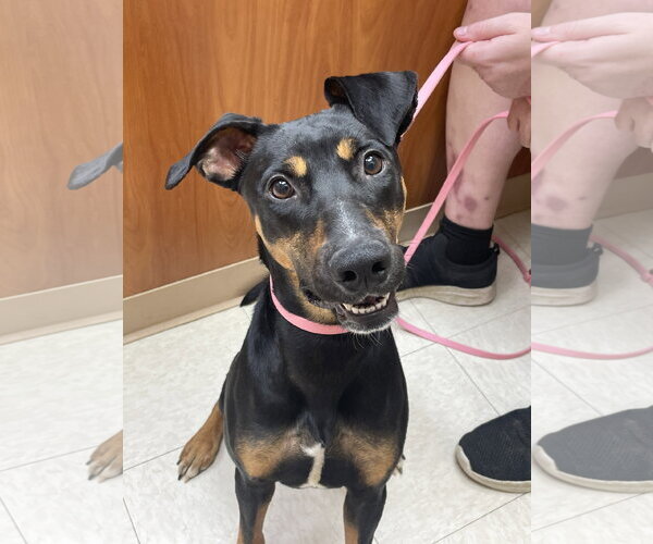 Medium Photo #2 Doberman Pinscher-Unknown Mix Puppy For Sale in Minneaoplis, MN, USA