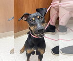Small #1 Doberman Pinscher Mix