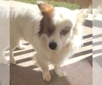 Small #3 Pembroke Welsh Corgi-Pomeranian Mix