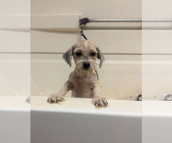 Medium Photo #2 Mutt Puppy For Sale in Raleigh, NC, USA