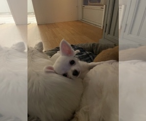 Chihuahua Puppy for sale in VERO BEACH, FL, USA