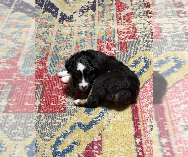 Medium Photo #8 North American Shepherd Puppy For Sale in FLAT ROCK, AL, USA