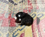 Small #7 North American Shepherd