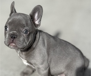 French Bulldog Puppy for sale in LAS VEGAS, NV, USA