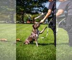 Small #3 American Staffordshire Terrier Mix