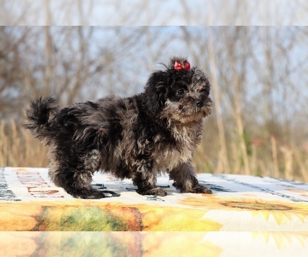 Medium Photo #10 ShihPoo Puppy For Sale in DYERSBURG, TN, USA
