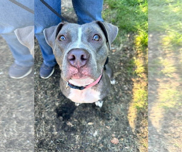 Medium Photo #1 American Pit Bull Terrier-Unknown Mix Puppy For Sale in Germantown, OH, USA