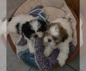 Shih Tzu Puppy for sale in WATERFORD, MI, USA
