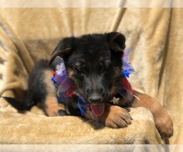 Medium Photo #5 German Shepherd Dog Puppy For Sale in EAST EARL, PA, USA