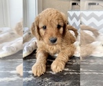 Small Photo #1 Goldendoodle-Poodle (Miniature) Mix Puppy For Sale in RANDOLPH, WI, USA