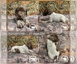 Small Photo #19 German Shorthaired Pointer Puppy For Sale in MOYIE SPRINGS, ID, USA