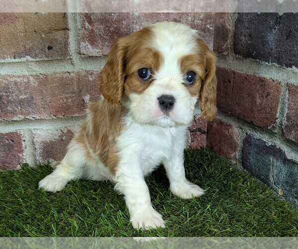 Medium Photo #10 Cavalier King Charles Spaniel Puppy For Sale in MOBERLY, MO, USA