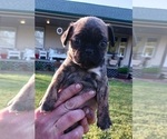 Small Photo #14 Buggs Puppy For Sale in WEST PLAINS, MO, USA