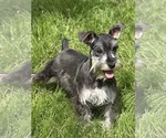 Puppy Keroppi Schnauzer (Miniature)