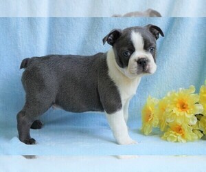 Boston Terrier Puppy for sale in FREDERICKSBG, OH, USA