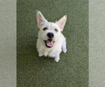 Small Cairn Terrier Mix