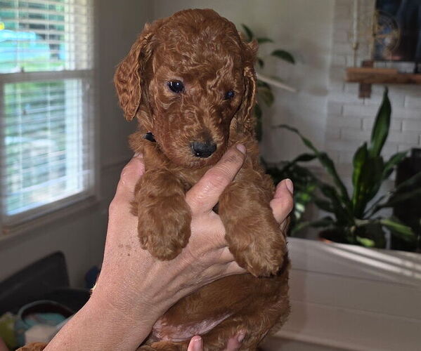 Medium Photo #7 Poodle (Standard) Puppy For Sale in ROCK HILL, SC, USA