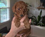 Small #6 Poodle (Standard)