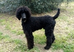 Small Photo #1 Labradoodle Puppy For Sale in CORNING, CA, USA