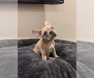 French Bulldog Puppy for sale in SACRAMENTO, CA, USA