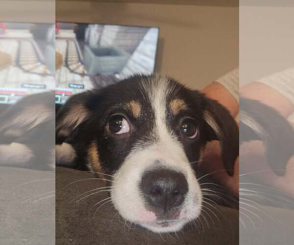 Medium Photo #2 Mutt Puppy For Sale in Woodbury, NY, USA