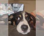 Small #1 Mutt